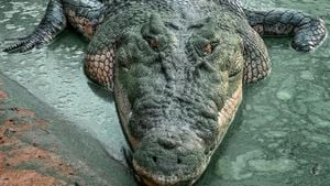 Cassius The World's Largest Crocodile Passes Away