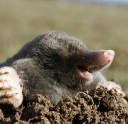 Köstebekler neden toprağın yüzeyine tepecikler oluşturur?