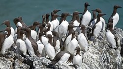 2016'da Okyanusta Yaşanan Sıcak Hava Dalgası, 4 Milyon Deniz Kuşunun Ölümüne Neden Oldu!