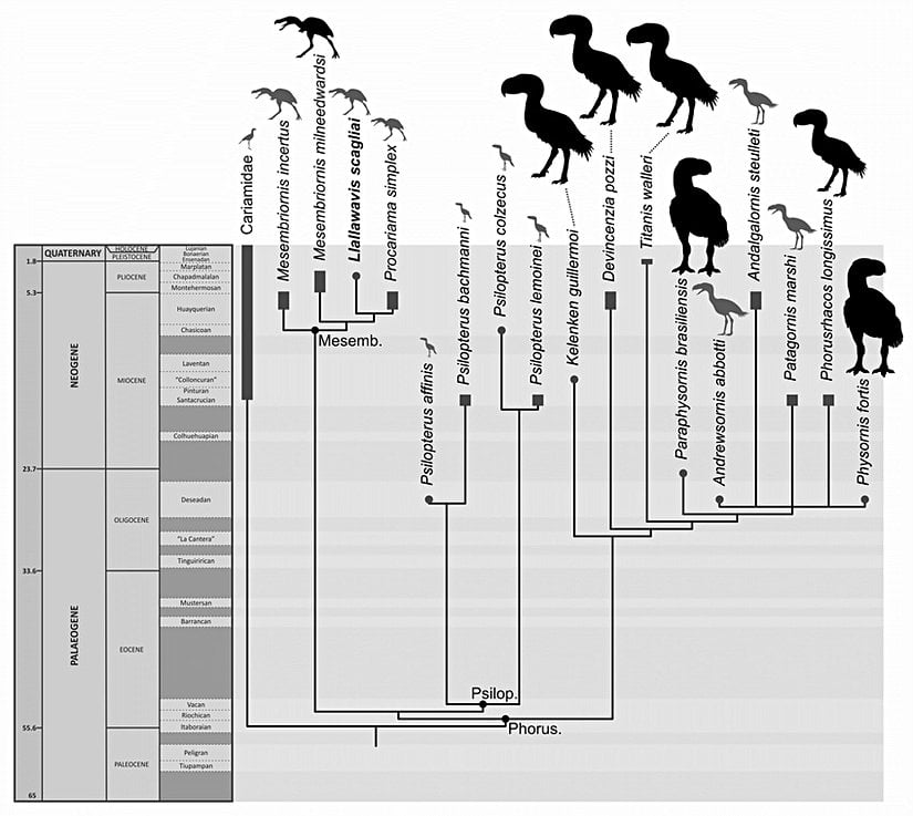 Terör kuşları ve günümüzde hayatta olan yakın akrabaları kariyamaları içeren filogenetik ağaç.
