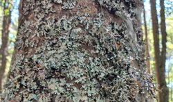 Bu ağacın üzerindeki şey nedir?