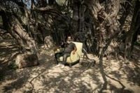 West Bank’s ancient olive tree a ‘symbol of Palestinian endurance’ | FOX 28 Spokane