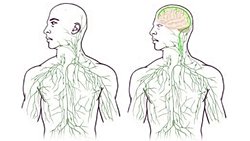 Bağışıklık Sistemini Doğrudan Beyne Bağlayan Lenf Damarları Bulundu!