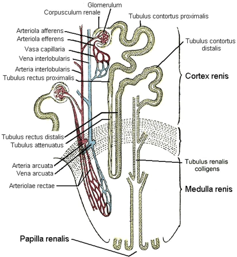 Böbreğin temel işlevsel birimi olan nefronun yapısı.