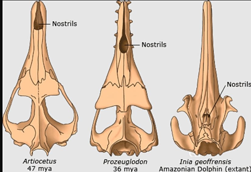 Soldan sağa sırayla: Erken dönem, nesli tükenmiş bir balina cinsi olan Artiocetus Clavis, nesli tükenmiş Dorudon Atrox ve günümüzde yaşayan amazon nehir yunusunun kafatası çizimleri.  Mya: Milyon yıl önce.