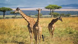 Giraffes Could Join Endangered Species List Amid Declining Populations