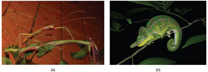 Şekil 19.4.3: (a) Tropikal baston ve (b) bukalemun.