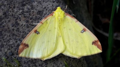 Kükürt güvesi (Opisthograptis luteolata)