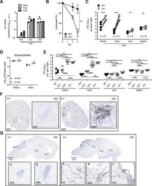 Immune Study Reveals IL-1's Role Against Fungal Infection