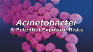 Chalcone Derivatives Show Promise Against Drug-Resistant Acinetobacter Baumannii