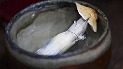 Psikedelik İlaçlar, Otizmlilerin Ruh Sağlığını İyileştirebilir!