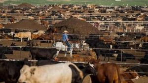 Trump Rolls Back Food Tariffs Amid Beef Market Turmoil