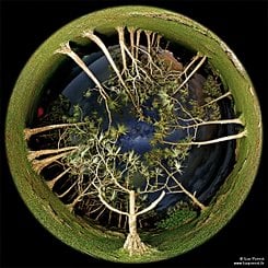 Ağaçlar, Gökyüzü, Galaktik Göz