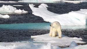 Canadian Man Protects Wife From Polar Bear Attack