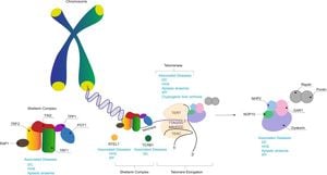 Mathematical Model Links Telomeres To Senescence Dynamics