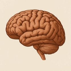 Beyin kıvrımları artırılabilir mi yada,
Artırılırsa daha mı Zeki oluruz?