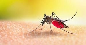 Dengue Fever Epidemic Escalates Amid Climate Change Challenges