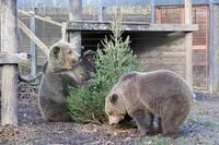 Devon bears escaped to raid honey store