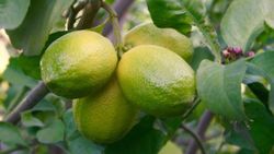 Limon