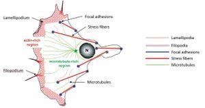 New Study Reveals Role Of Gamma-Actin In Epithelial Cells