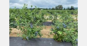 Georgia And Peru Compete For Blueberry Market Dominance