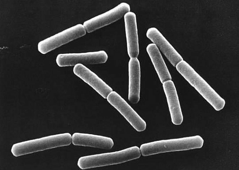 Bacillus subtilis