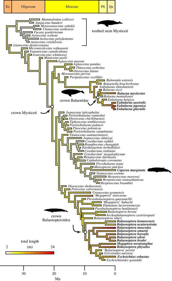 Balinalarda büyük vücudun nispeten yakın zamanda evrimleştiğini ve vücut büyüklüğünün artmasının Balaneoptera'ların birkaç soyunda bağımsız olarak evrimleştiğini gösteren, Mysticeti'de (Balenli balinalarda) büyük vücudun gelişimi Mysticeti filogenetik ağacında resmedilmiştir.