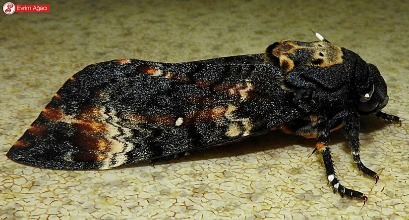 Kurukafa güvesi (Acherontia atropos), erişkin birey.