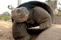 'Queen' Gramma the Tortoise, the Oldest Animal at the San Diego Zoo, Dies at the Estimated Age of 141