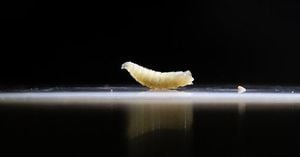 Texas Unleashes $900 Million Defense Against Screwworm Threat