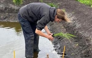 Britain Harvests First Rice Crop After Record Heat