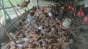 Power Outage Causes Tragedy At Chicken Farm