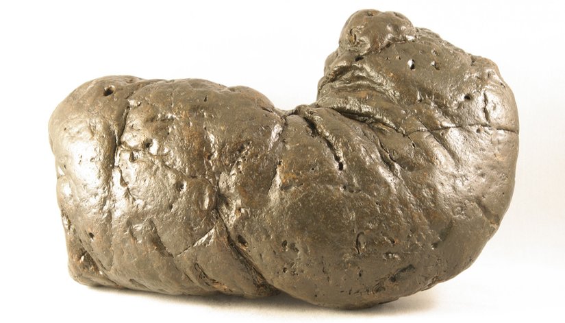 Bu efsanevi fosilleşmiş dışkı örneğine "Kıymetli" adı verilmiştir. Fosil Türü: Koprolit; Keşfedilen Konum: Güney Karolina, ABD; Yaş: Miyosen (günümüzden 23.03 ila 5.332 milyon yıl önce); Boyutlar: 195,90 mm x 125,35 mm (numune bükülmemiş olsaydı 254 mm uzunluğunda olurdu.); Ağırlık: 1,92 kg.