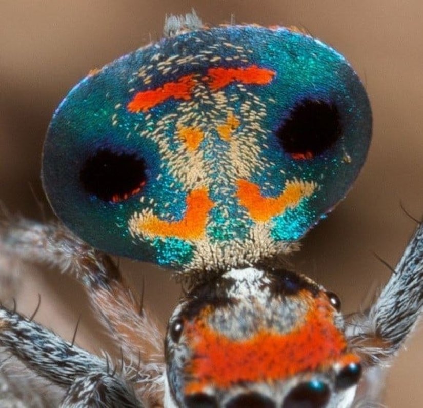 Maratus amabilis