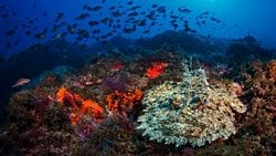 Fener Balıkları, Derin Denizlerin Evrimsel Gizemlerini Açığa Çıkarıyor!