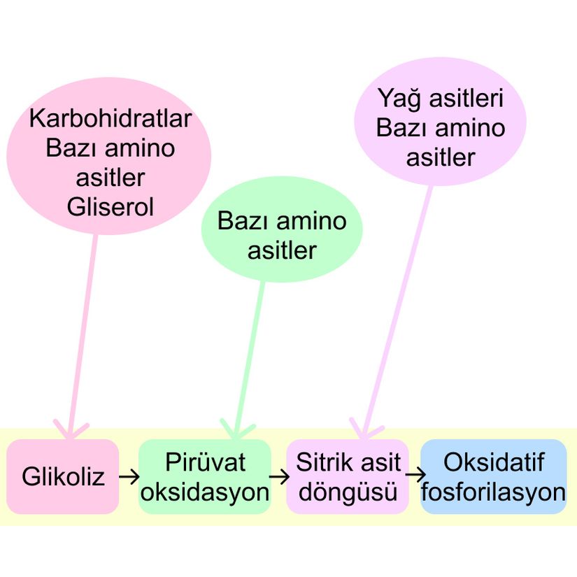 Karaciğer ve kaslardan gelen glikojen, yağlarla birlikte karbohidratlar için katabolik yolaklara beslenebilir.