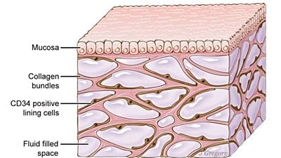 İnterstisyum: Yeni Organ Keşfedildi Mi?