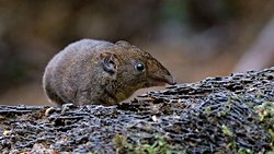 Beş yeni yumuşak tüylü kirpi türü tespit edildi!