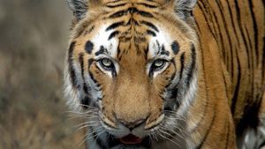 India Celebrates Doubling Of Tiger Population