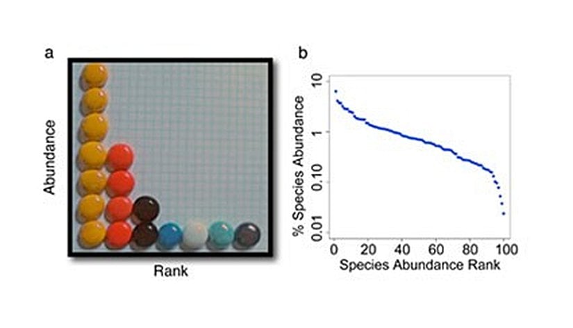 Şekil 3: Türlerin çokluk örüntüleri (A) Şekil 2c’de verilen örnekteki bireyler 1’den 7’ye kadar (en çok görülen türden ender görülen türe doğru) sıralanmıştır. (B) 100 türden oluşan bu farazi topluluk örneği, türlerin çokluk sıralamasına dair bir örüntüyü göstermektedir.
