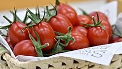 GABA ile Zenginleştirilmiş Domatesler Satışa Sunuldu!