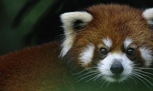 Endangered Red Panda Kit Thrives At Edinburgh Zoo