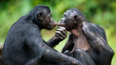 Bonobo Öpücüğü ve Seks: En Yakın Kuzenlerimiz, Sorunları Çözmek İçin Savaşmazlar; Sevişirler!