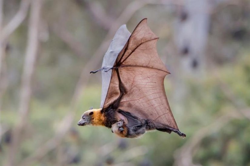 Uçan tilki ve yavrusu.