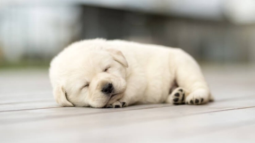 İnsana "tatlı" göründüğü için insan gibi baskın türler tarafından korunan yavrunun evrimsel başarısı.