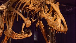 T.REX'İN 3 FARKLI DİNOZOR TÜRÜNÜN BİRLEŞİMİ OLDUĞUNU ÖNE SÜREN KOMPLO TEORİSİ
