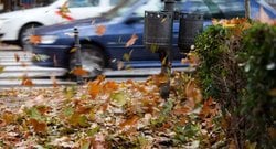 Dökülen Yapraklar Enerji Depolayan Araçlara Dönüştürülebilir!