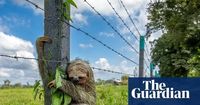Wildlife photographer of the year 2025 – in pictures
