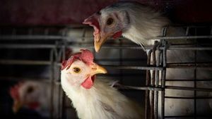 US Reports First H7N9 Bird Flu Outbreak Since 2017