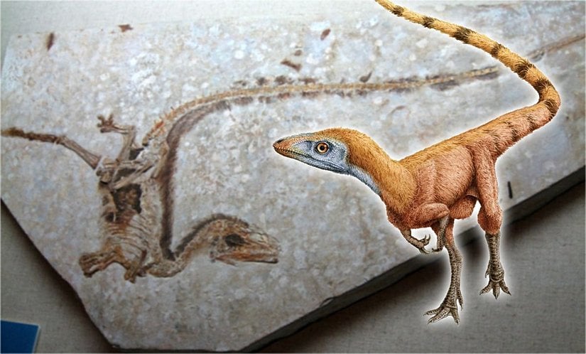 Sinosauropteryx